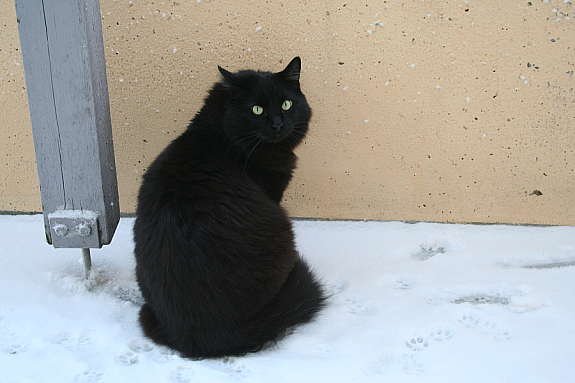 Hankatt Oslo
