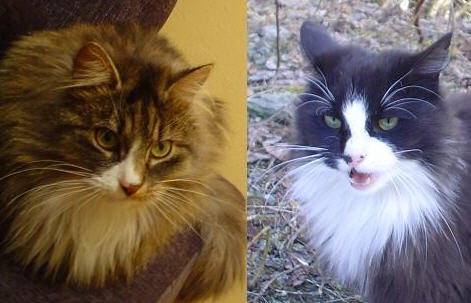 Katter - Heimdal