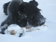 Hund Heggedal
