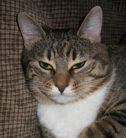 Katter - Bergen