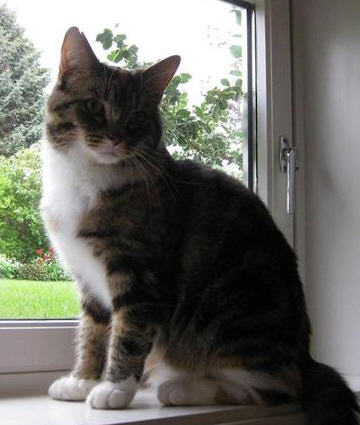 Katt - Kristiansund