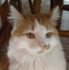 katt Midt Norge