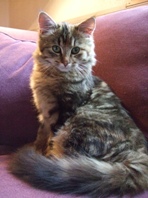 Katt - Songdalen (Vest-Agder)