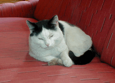 Katt Omplassering Skien