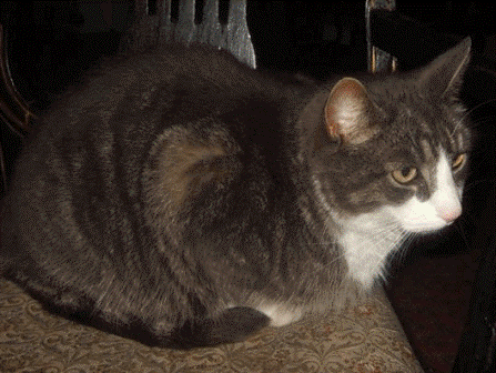 Omplassering katt - Vestfold