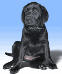 Labben Hundepensjonat