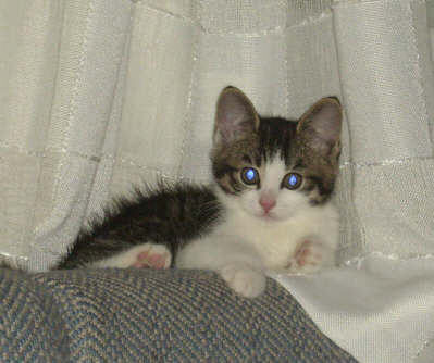 omplassering av katt