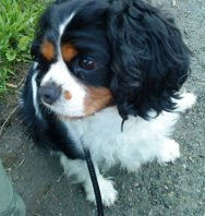 Omplassering av hund