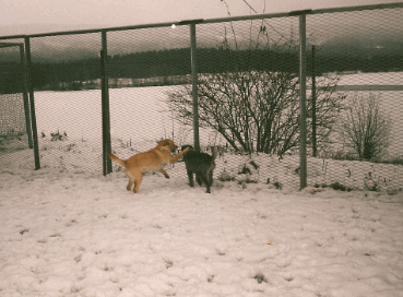 Randsfjorden Hunde og Katte hotell