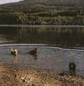 Randsfjorden Hunde og Katte hotell