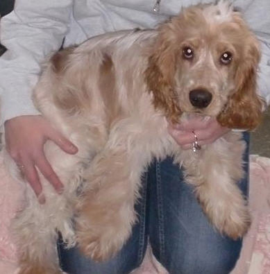 Engelsk Cocker Spaniel Kristiansand