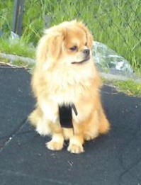 Tibetansk Spaniel