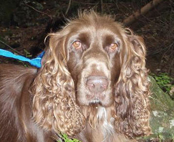 spaniel