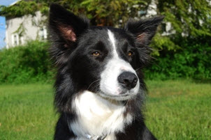 Border Collie